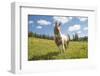 Horse in an Alpine Meadow, Slate Pass, Pasayten Wilderness, Washington-Steve Kazlowski-Framed Photographic Print