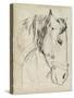 Horse in Bridle Sketch I-Jennifer Parker-Stretched Canvas