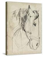 Horse in Bridle Sketch I-Jennifer Parker-Stretched Canvas