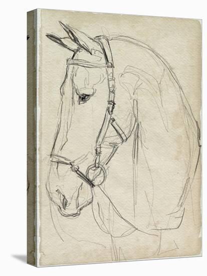 Horse in Bridle Sketch II-Jennifer Parker-Stretched Canvas