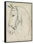 Horse in Bridle Sketch II-Jennifer Parker-Framed Stretched Canvas