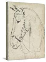 Horse in Bridle Sketch II-Jennifer Parker-Stretched Canvas