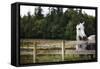 Horse in Field Looking over Fence-Thomas Northcut-Framed Stretched Canvas