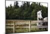 Horse in Field Looking over Fence-Thomas Northcut-Mounted Photographic Print