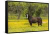 Horse in field of yellow flowers, Texas hill country, near Marble Falls, Texas-Adam Jones-Framed Stretched Canvas