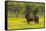 Horse in field of yellow flowers, Texas hill country, near Marble Falls, Texas-Adam Jones-Framed Stretched Canvas