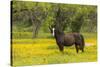 Horse in field of yellow flowers, Texas hill country, near Marble Falls, Texas-Adam Jones-Stretched Canvas