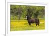 Horse in field of yellow flowers, Texas hill country, near Marble Falls, Texas-Adam Jones-Framed Photographic Print