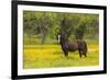 Horse in field of yellow flowers, Texas hill country, near Marble Falls, Texas-Adam Jones-Framed Photographic Print