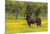 Horse in field of yellow flowers, Texas hill country, near Marble Falls, Texas-Adam Jones-Mounted Photographic Print