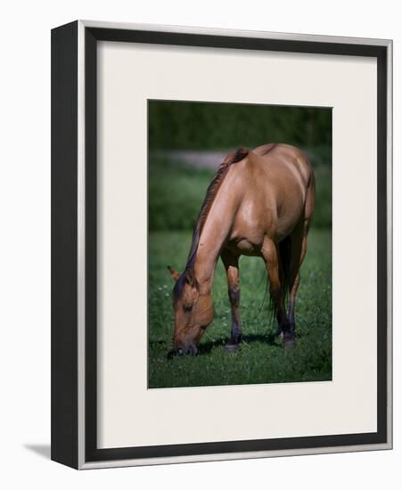 Horse in Field-Trey Ratcliff-Framed Photographic Print