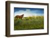 Horse in Flowers I-Chris Vest-Framed Photographic Print