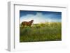 Horse in Flowers I-Chris Vest-Framed Photographic Print