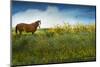 Horse in Flowers I-Chris Vest-Mounted Photographic Print