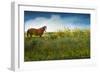 Horse in Flowers I-Chris Vest-Framed Photographic Print