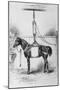 Horse in Sling-null-Mounted Art Print