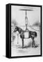 Horse in Sling-null-Framed Stretched Canvas