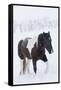 Horse in snow of the Hideout Ranch, Wyoming.-Darrell Gulin-Framed Stretched Canvas