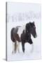 Horse in snow of the Hideout Ranch, Wyoming.-Darrell Gulin-Stretched Canvas