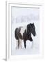 Horse in snow of the Hideout Ranch, Wyoming.-Darrell Gulin-Framed Photographic Print