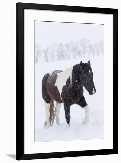 Horse in snow of the Hideout Ranch, Wyoming.-Darrell Gulin-Framed Photographic Print