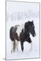 Horse in snow of the Hideout Ranch, Wyoming.-Darrell Gulin-Mounted Photographic Print