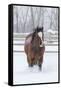 Horse in snow of the Hideout Ranch, Wyoming.-Darrell Gulin-Framed Stretched Canvas