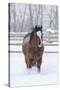 Horse in snow of the Hideout Ranch, Wyoming.-Darrell Gulin-Stretched Canvas