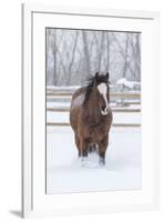 Horse in snow of the Hideout Ranch, Wyoming.-Darrell Gulin-Framed Photographic Print