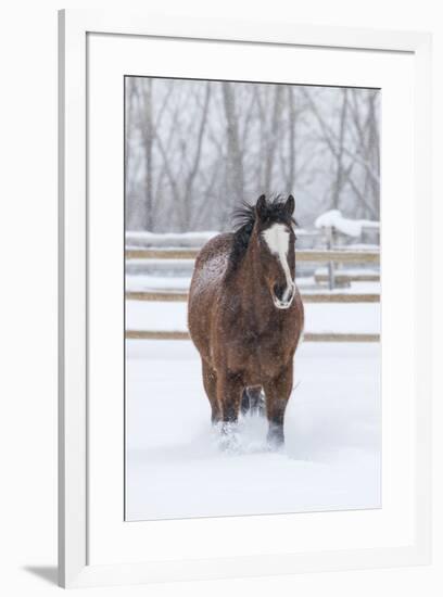 Horse in snow of the Hideout Ranch, Wyoming.-Darrell Gulin-Framed Photographic Print