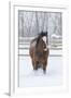 Horse in snow of the Hideout Ranch, Wyoming.-Darrell Gulin-Framed Photographic Print