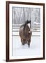 Horse in snow of the Hideout Ranch, Wyoming.-Darrell Gulin-Framed Photographic Print