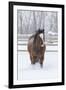 Horse in snow of the Hideout Ranch, Wyoming.-Darrell Gulin-Framed Photographic Print