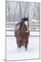 Horse in snow of the Hideout Ranch, Wyoming.-Darrell Gulin-Mounted Photographic Print