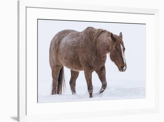 Horse in snow of the Hideout Ranch, Wyoming.-Darrell Gulin-Framed Photographic Print