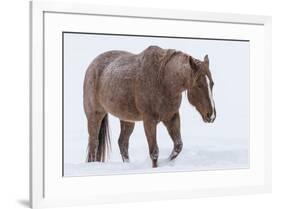 Horse in snow of the Hideout Ranch, Wyoming.-Darrell Gulin-Framed Photographic Print