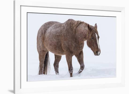 Horse in snow of the Hideout Ranch, Wyoming.-Darrell Gulin-Framed Photographic Print