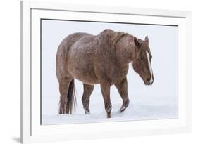 Horse in snow of the Hideout Ranch, Wyoming.-Darrell Gulin-Framed Photographic Print