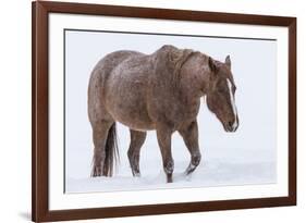 Horse in snow of the Hideout Ranch, Wyoming.-Darrell Gulin-Framed Photographic Print