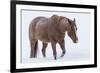 Horse in snow of the Hideout Ranch, Wyoming.-Darrell Gulin-Framed Photographic Print