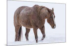 Horse in snow of the Hideout Ranch, Wyoming.-Darrell Gulin-Mounted Photographic Print