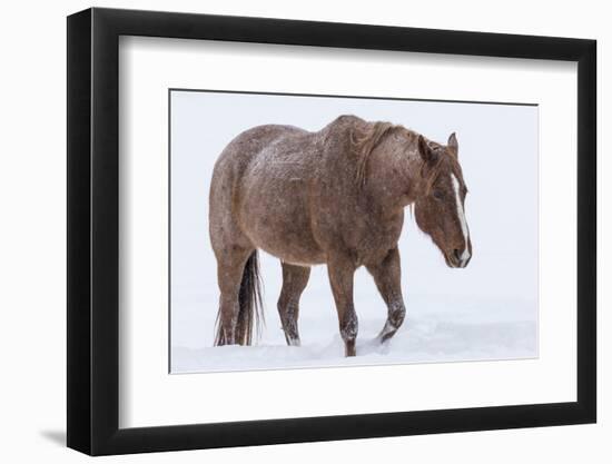 Horse in snow of the Hideout Ranch, Wyoming.-Darrell Gulin-Framed Photographic Print