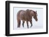 Horse in snow of the Hideout Ranch, Wyoming.-Darrell Gulin-Framed Photographic Print