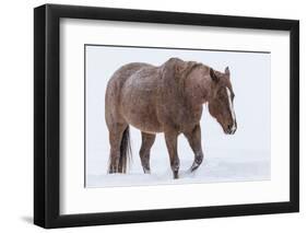 Horse in snow of the Hideout Ranch, Wyoming.-Darrell Gulin-Framed Photographic Print