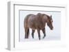 Horse in snow of the Hideout Ranch, Wyoming.-Darrell Gulin-Framed Photographic Print