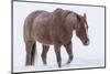 Horse in snow of the Hideout Ranch, Wyoming.-Darrell Gulin-Mounted Photographic Print