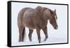 Horse in snow of the Hideout Ranch, Wyoming.-Darrell Gulin-Framed Stretched Canvas