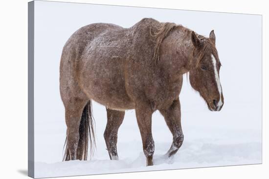 Horse in snow of the Hideout Ranch, Wyoming.-Darrell Gulin-Stretched Canvas