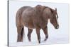 Horse in snow of the Hideout Ranch, Wyoming.-Darrell Gulin-Stretched Canvas