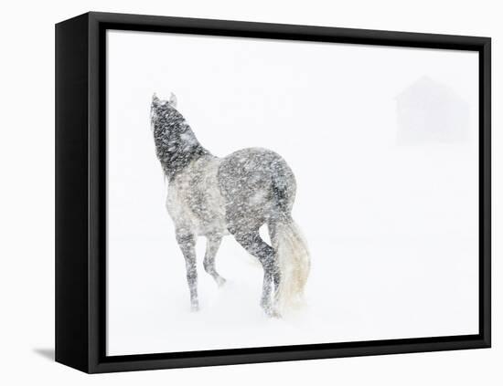 Horse In Snow Storm With Shed In Background, USA-Carol Walker-Framed Stretched Canvas